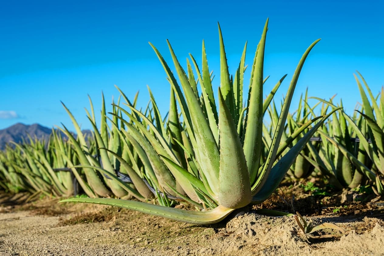 Aloe vera plants — commitment to quality