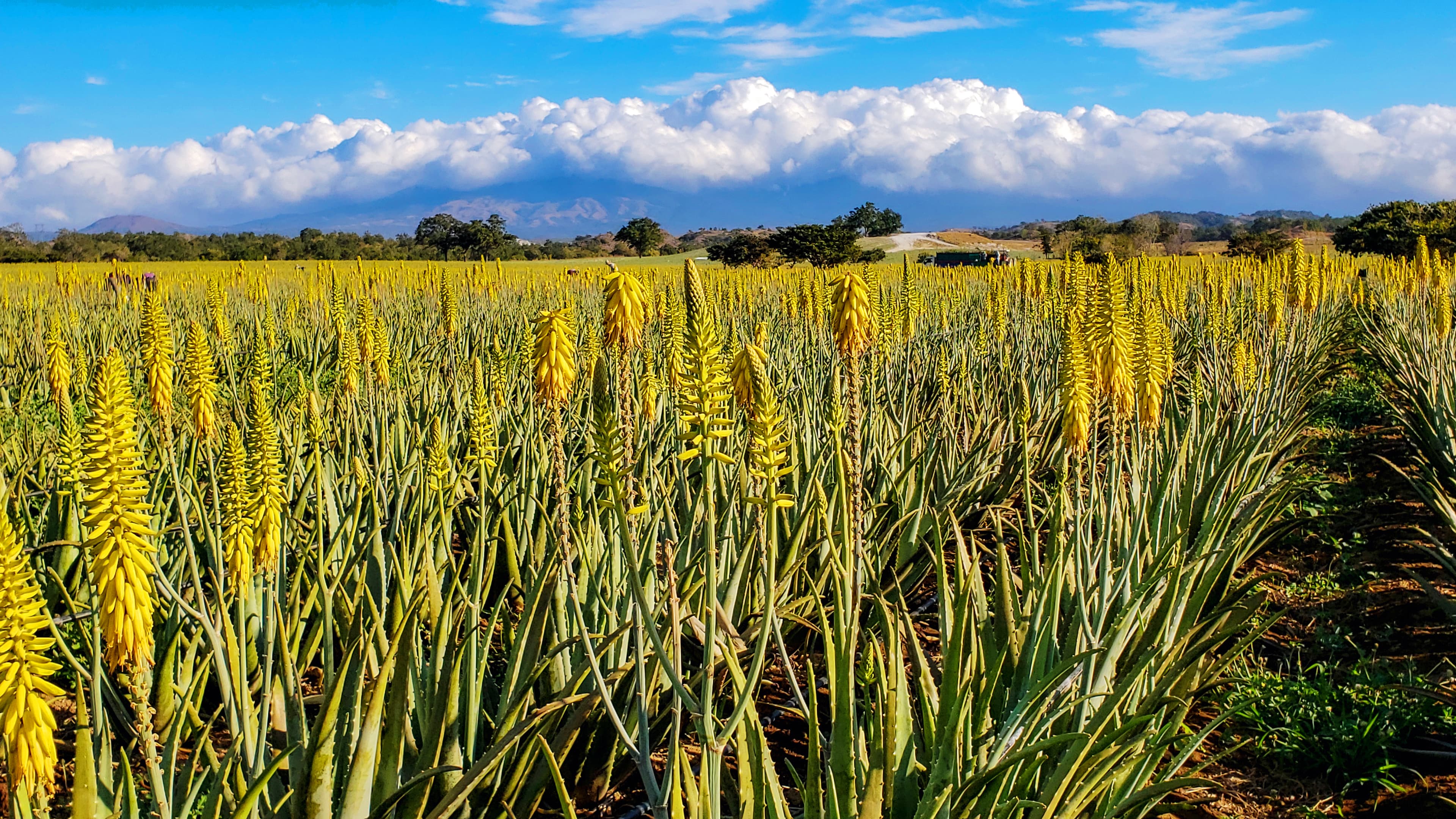 Aloe vera plants in cultivation